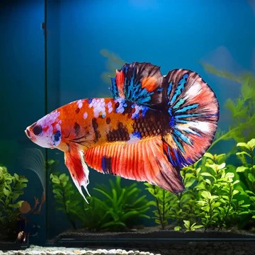Healthy Aquarium Display